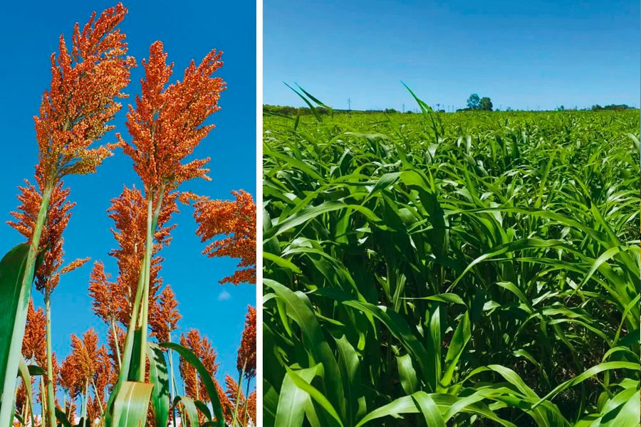 INTA Chascomús - Sorgo para Silaje