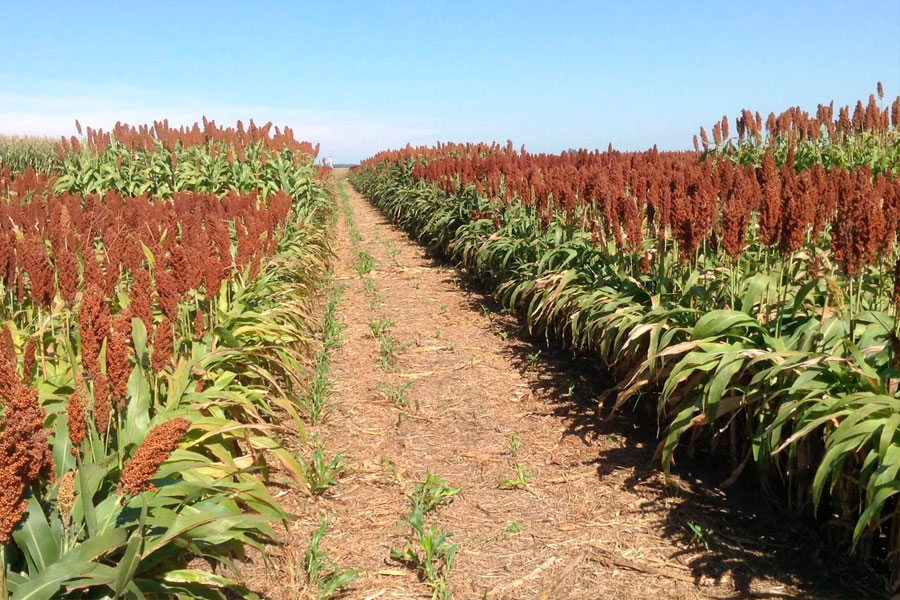 INTA Rafaela - Sorgo granífero