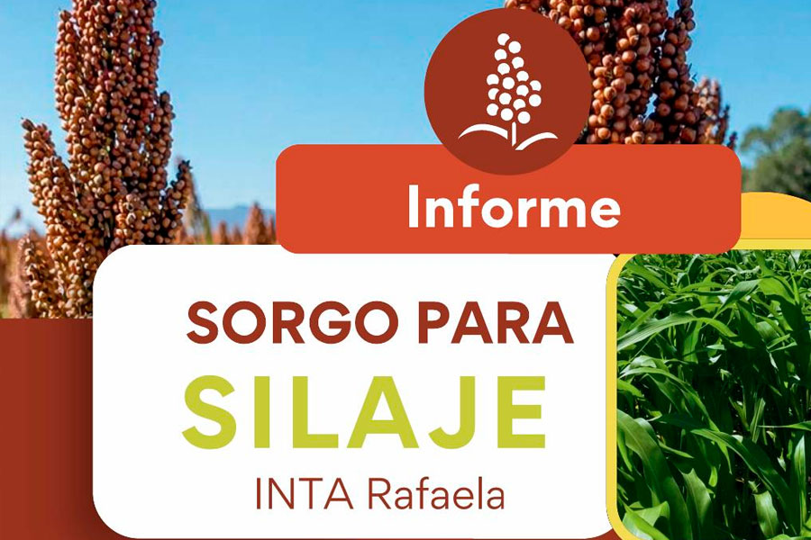 INTA Rafaela - Sorgo para silaje