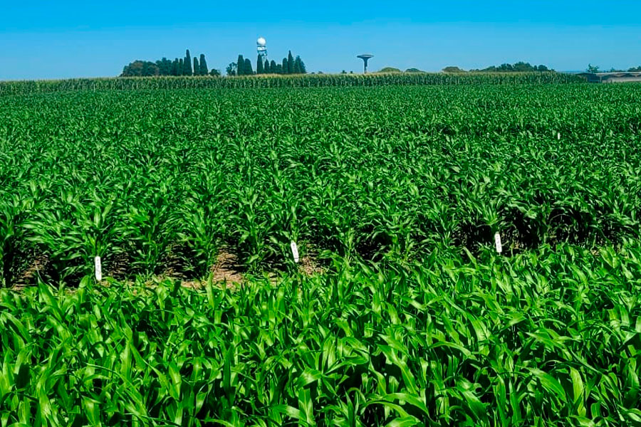 INTA Paraná - Sorgo granífero