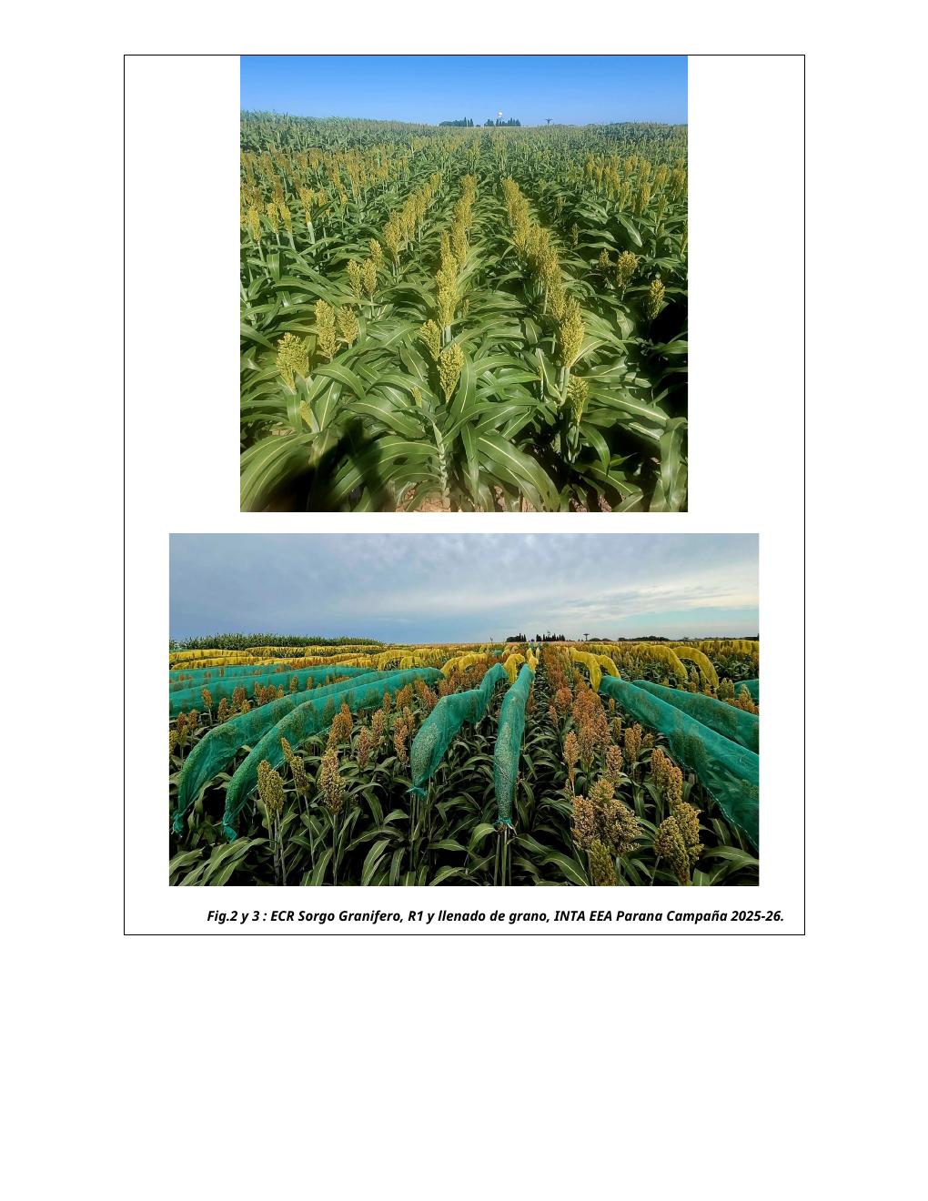 INTA Paraná – Sorgo granífero - página 2