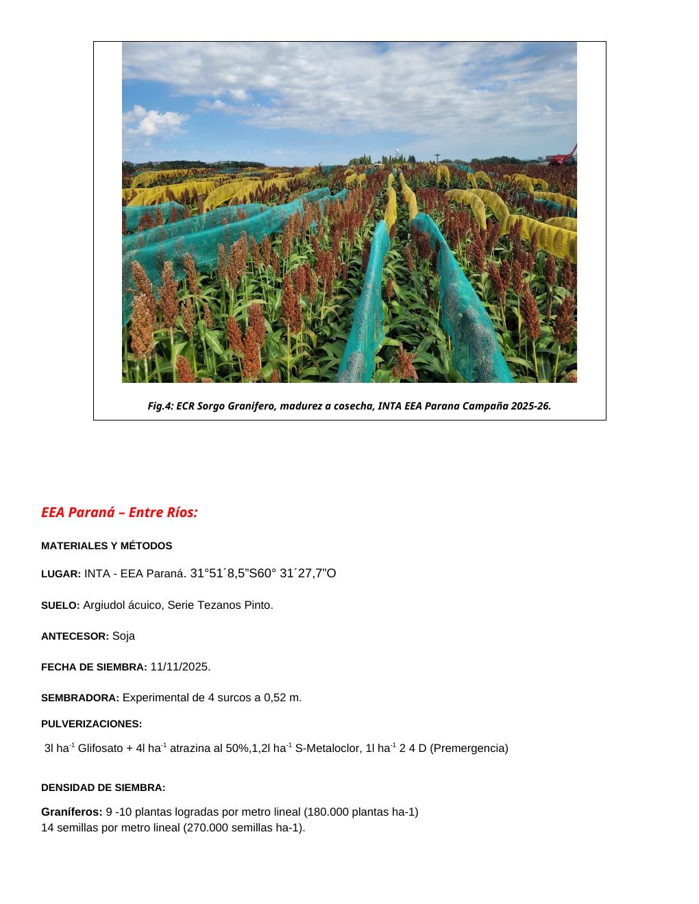 INTA Paraná – Sorgo granífero - página 3