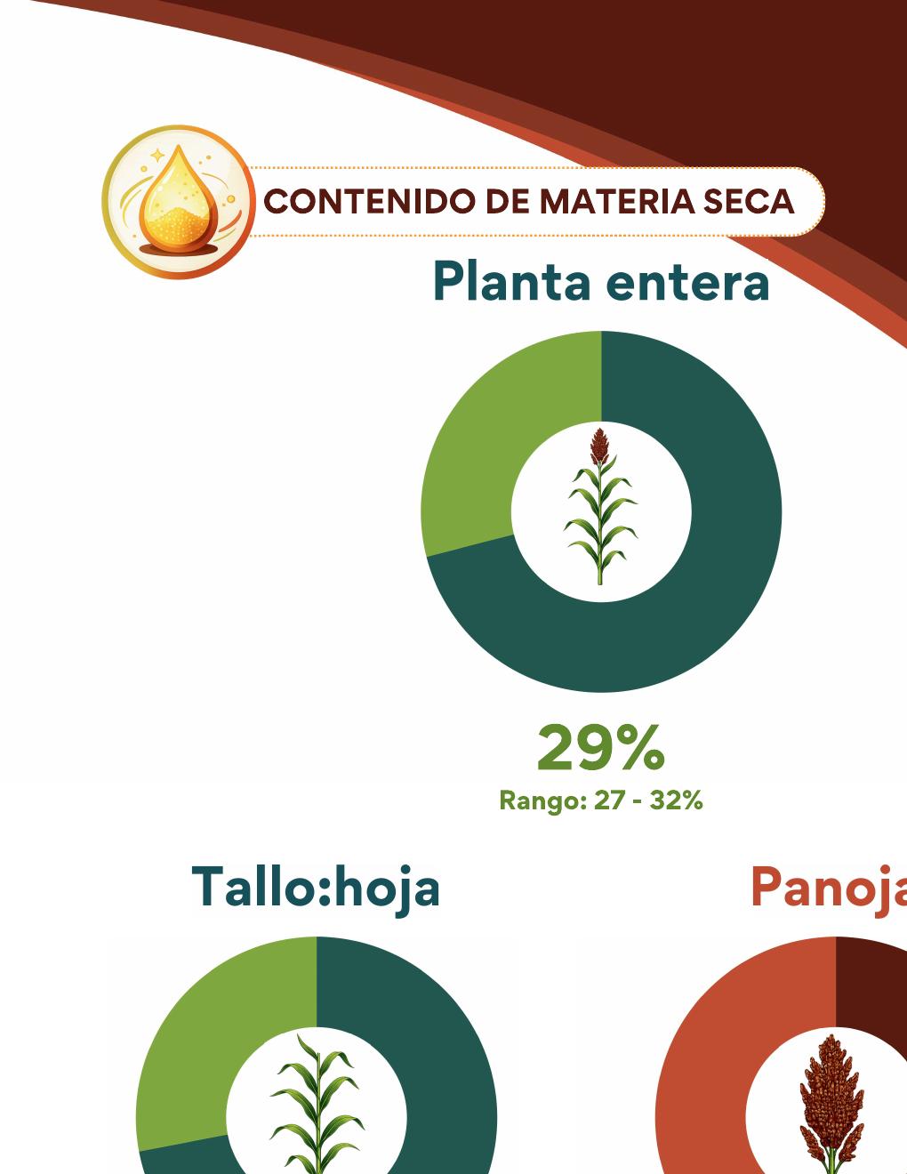 INTA Rafaela – Sorgo para silaje - página 5